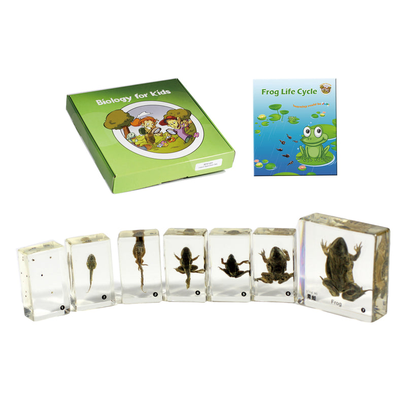 BFK1106<br/>Biology for Kids- Frog Life Cycle