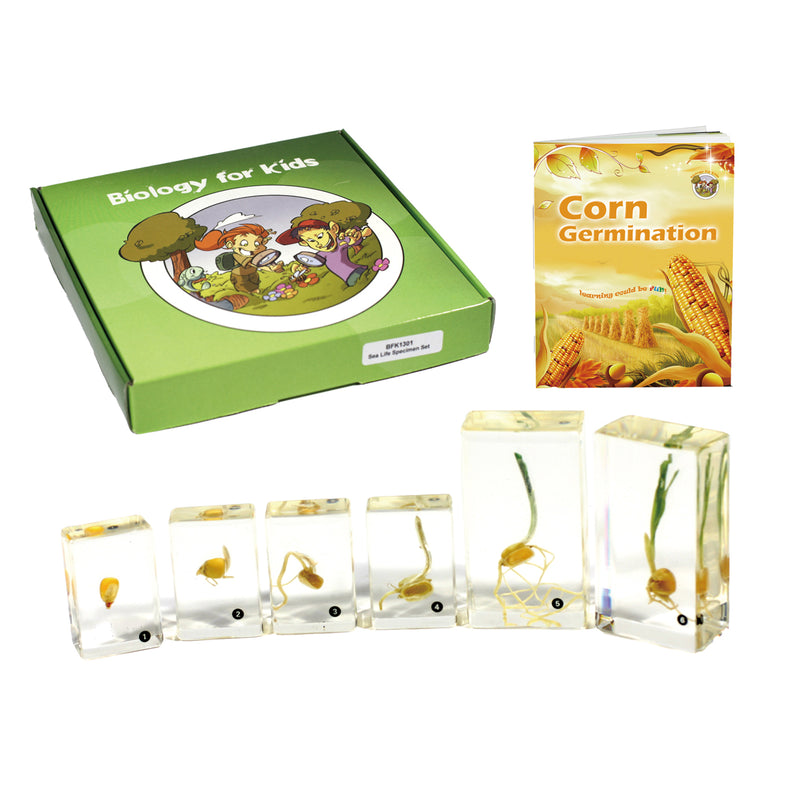 BFK1131<br/>Biology for Kids- Corn Germination