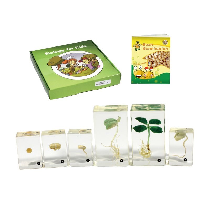 BFK1132<br/> Biology for Kids- Bean Germination