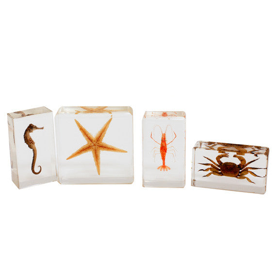 BFK1301<br/>Biology For Kids-Sea Life Specimen Set