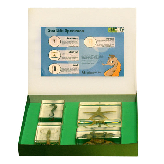 BFK1301<br/>Biology For Kids-Sea Life Specimen Set