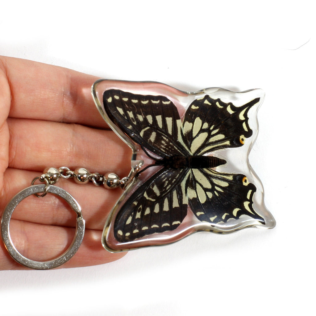 BTK102<br />Asian Swallowtail