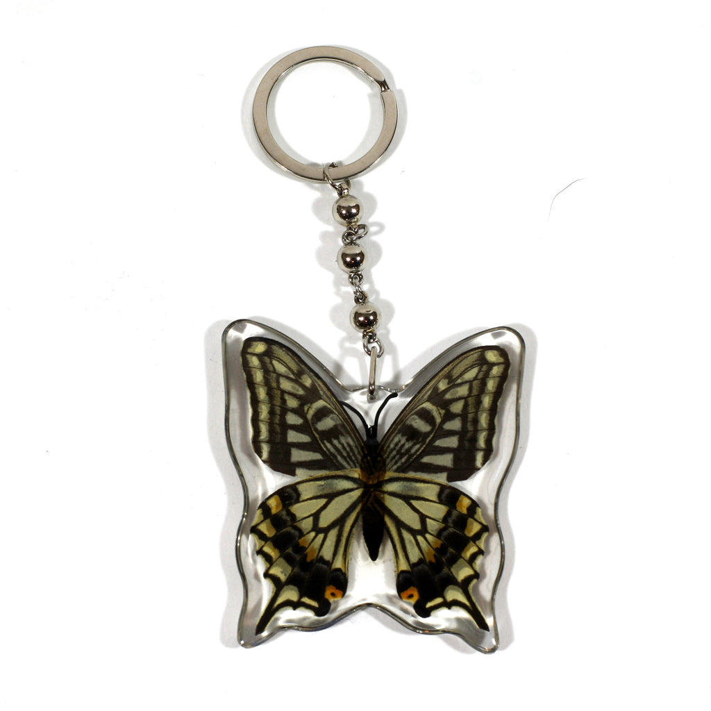 BTK102<br />Asian Swallowtail