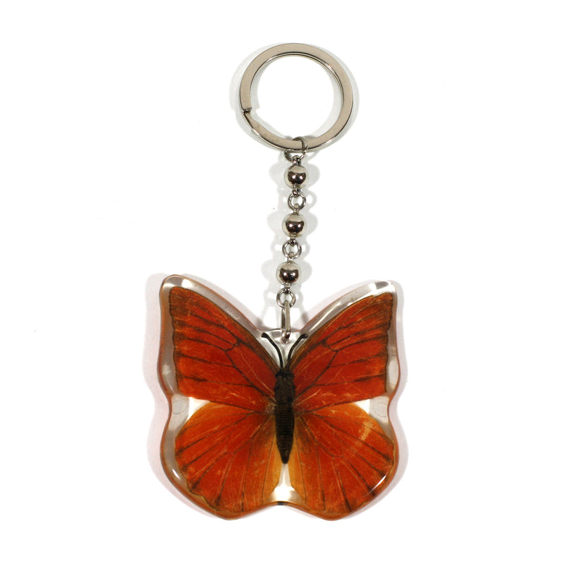 BTK103<br />Orange Albatross