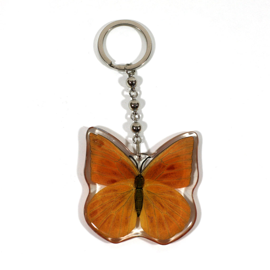 BTK103<br />Orange Albatross