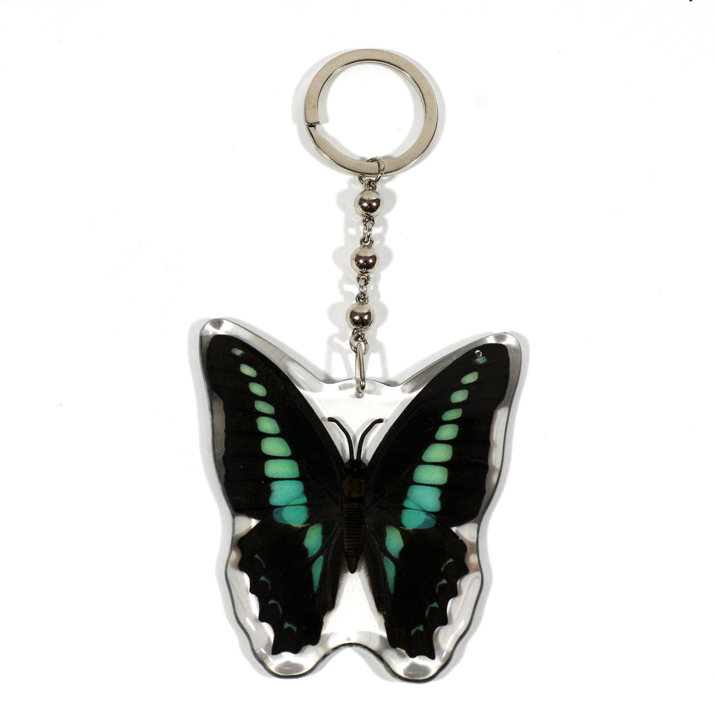 BTK105<br />Common Blue Bottle