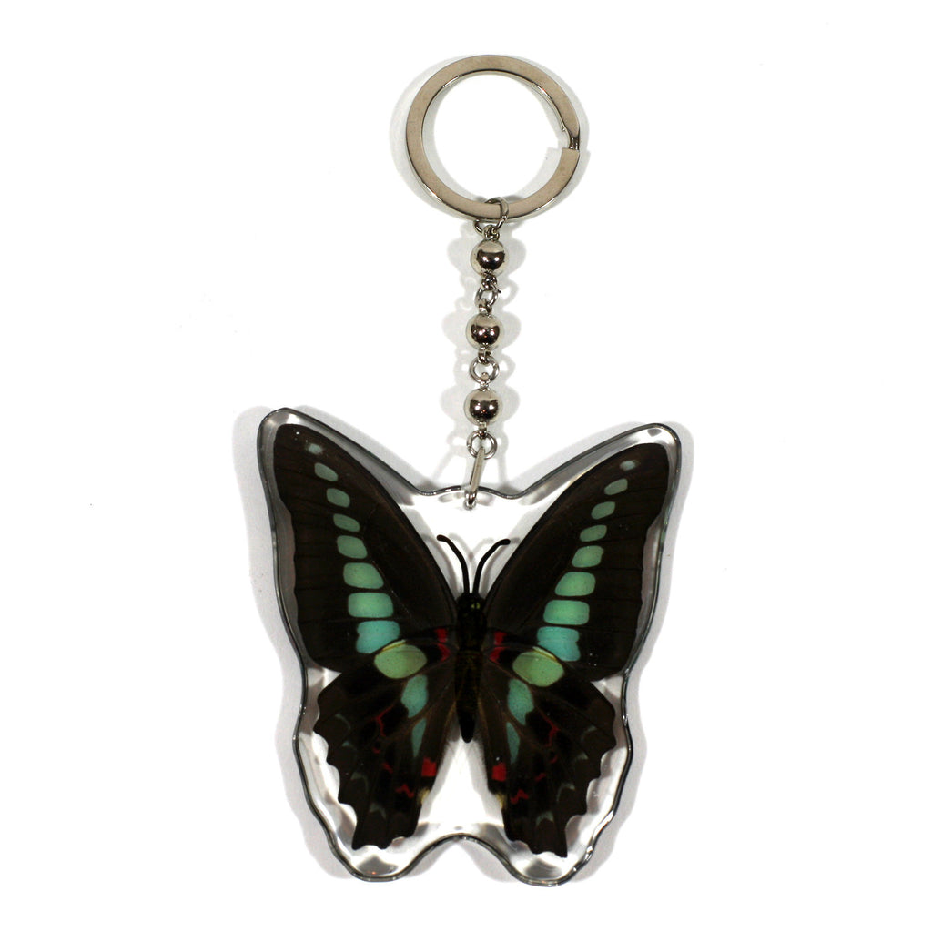 BTK105<br />Common Blue Bottle
