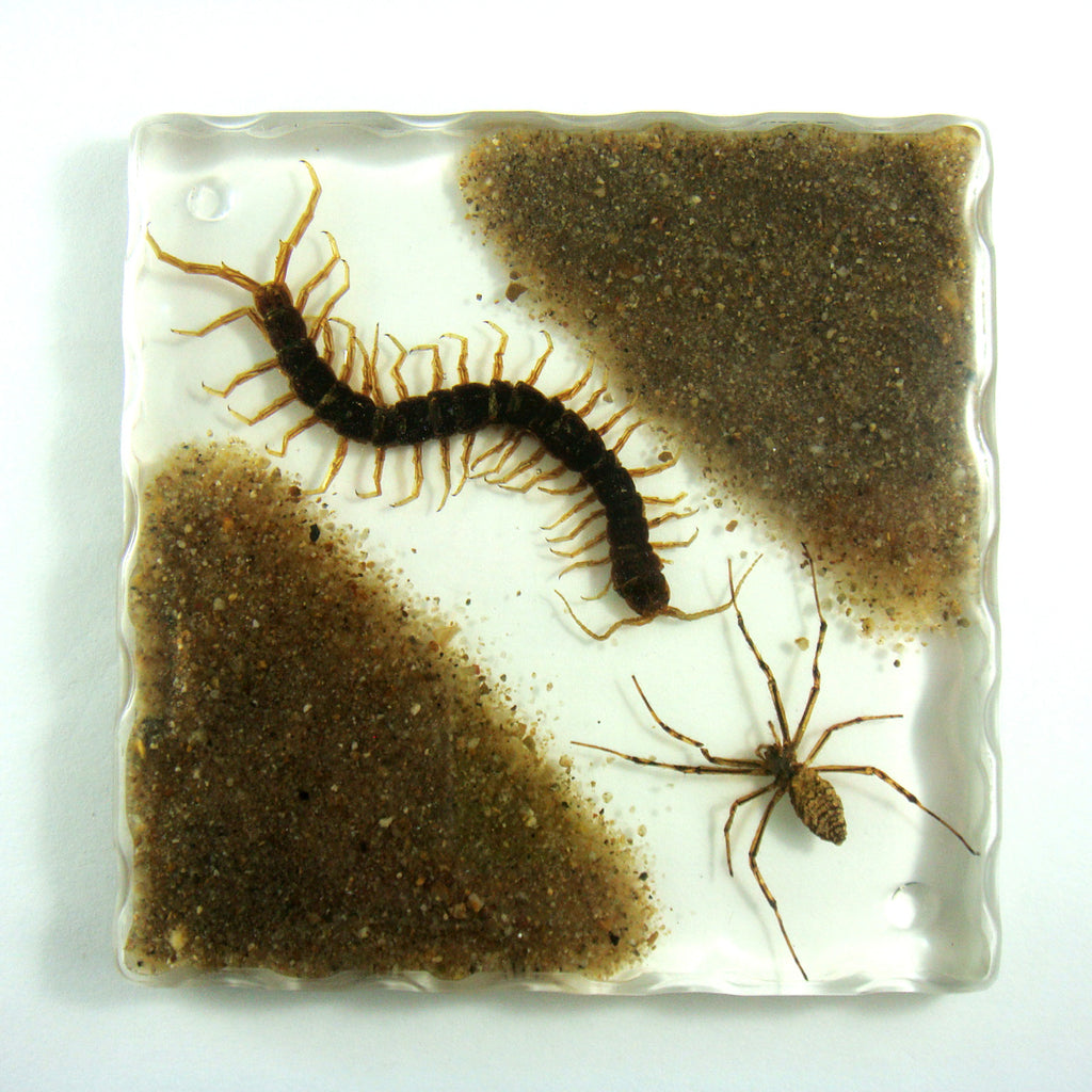 CT5011<br/>Sand, Spider & Centipede Coaster
