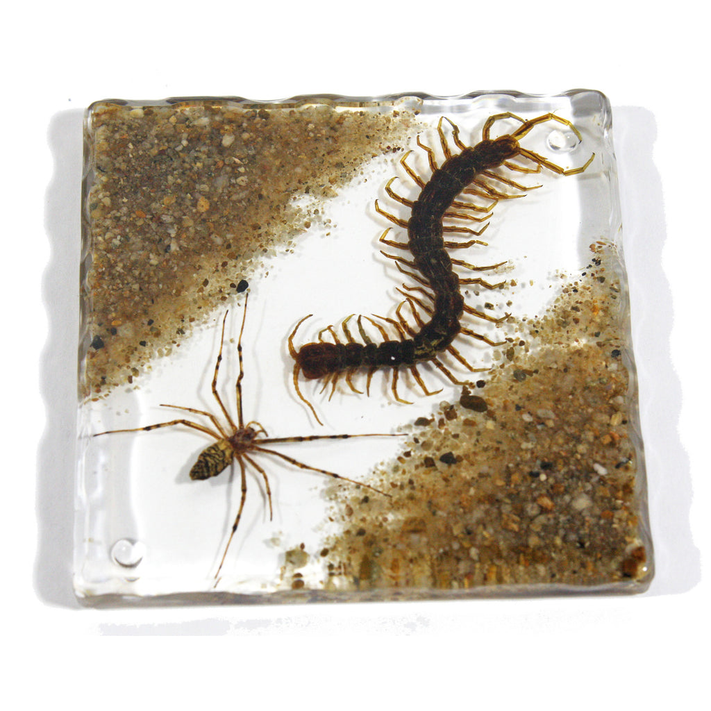 CT5011<br/>Sand, Spider & Centipede Coaster