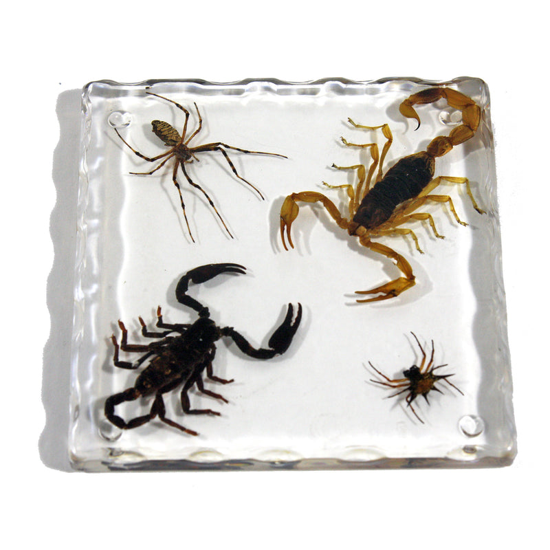 CT5014<br/>Black Scorpion, Scorpion, Spider, & Spiny Spider Coaster