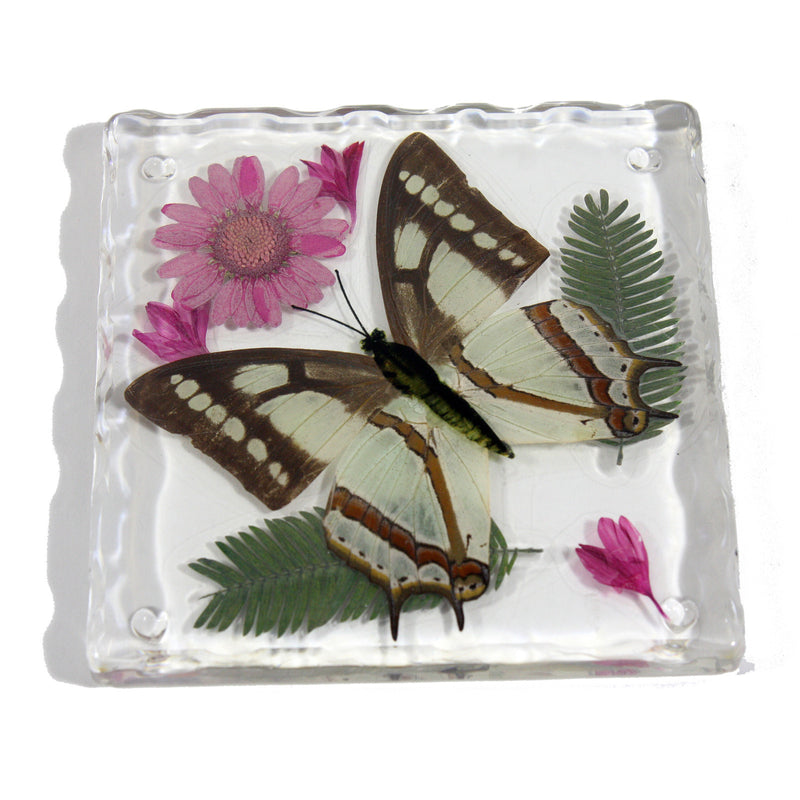 CT5021<br/>Common Nawab Butterfly, Flowers & Leaves Coaster