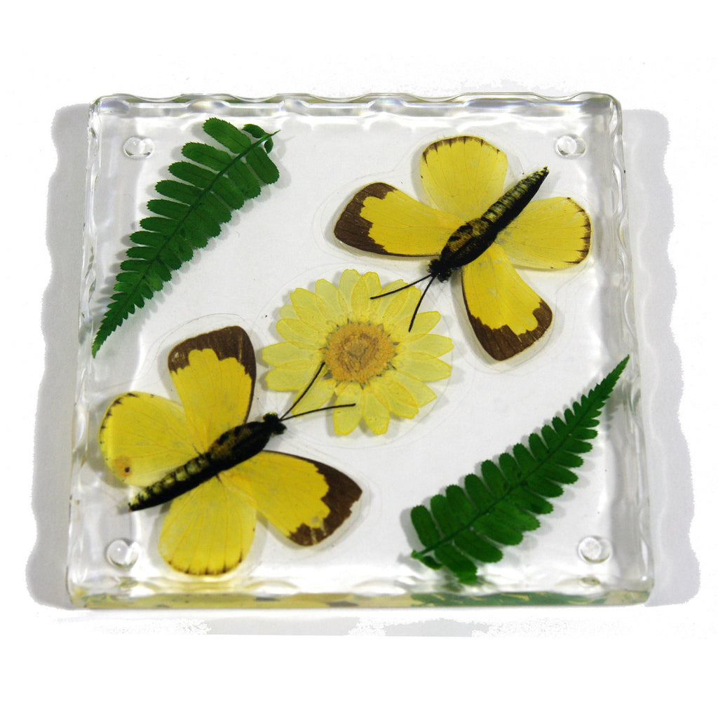 CT5023<br/>Two Grass Yellow Butterflies, Flowers & Leaves Coaster