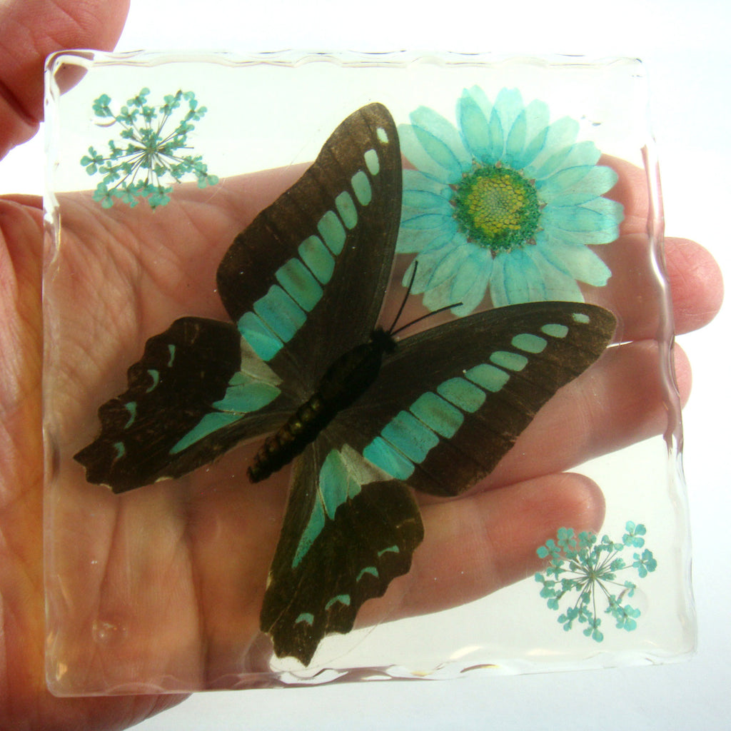 CT5024<br/>Common Blue Bottle Butterfly, Flowers & Leaves Coaster