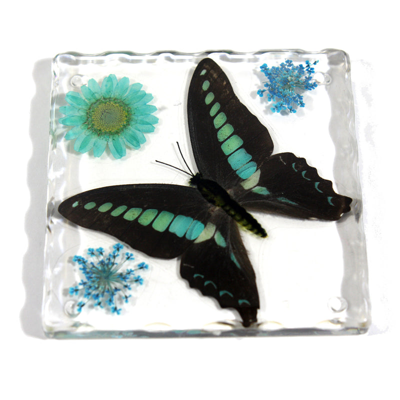 CT5024<br/>Common Blue Bottle Butterfly, Flowers & Leaves Coaster