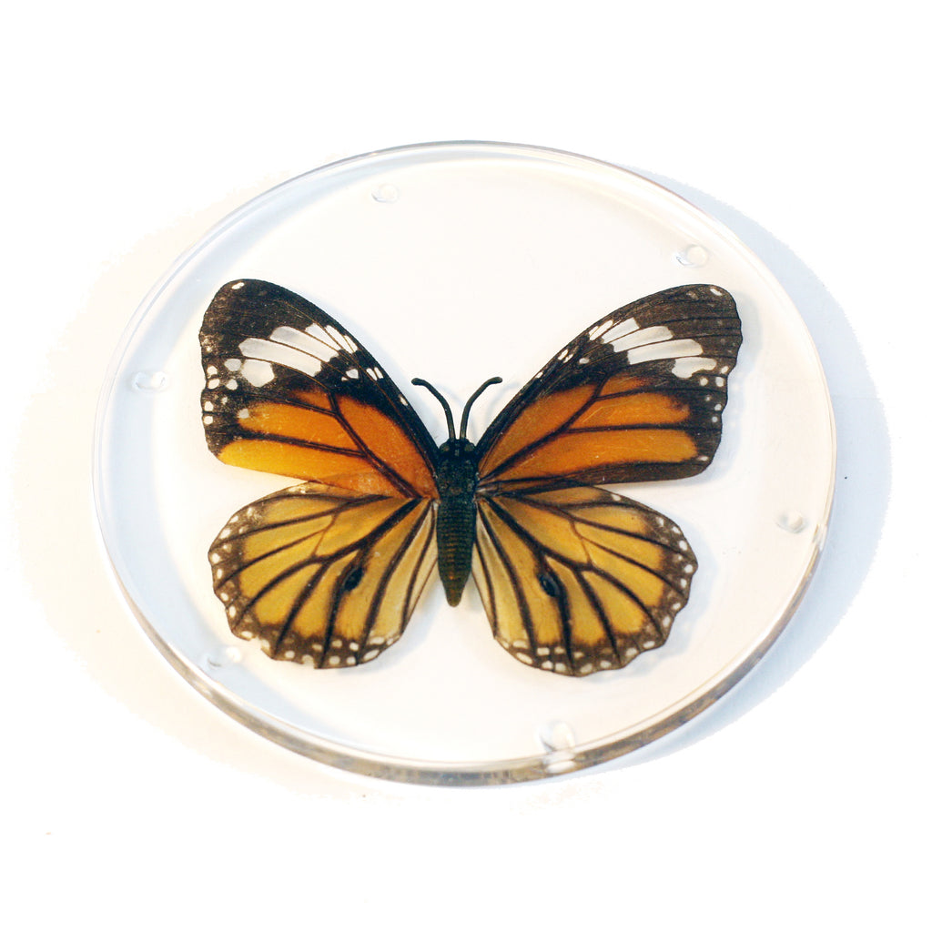 CT8052<br/> Common Tiger Butterfly Coaster