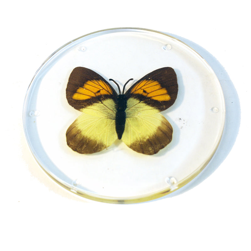 CT8053<br/>Yellow Orange Tip Butterfly Coaster