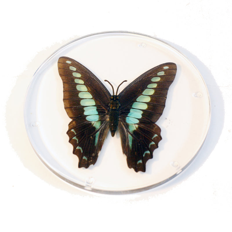 CT8054<br/> Common Blue Bottle Coaster