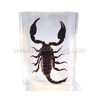 DD24<br />Black Scorpion Desk Decoration