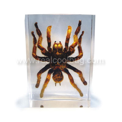 DD30L<br />Large Tarantula Desk Decoration