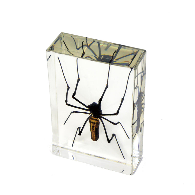 DD33<br/>Golden Orb-Web Spider Desk Decoration