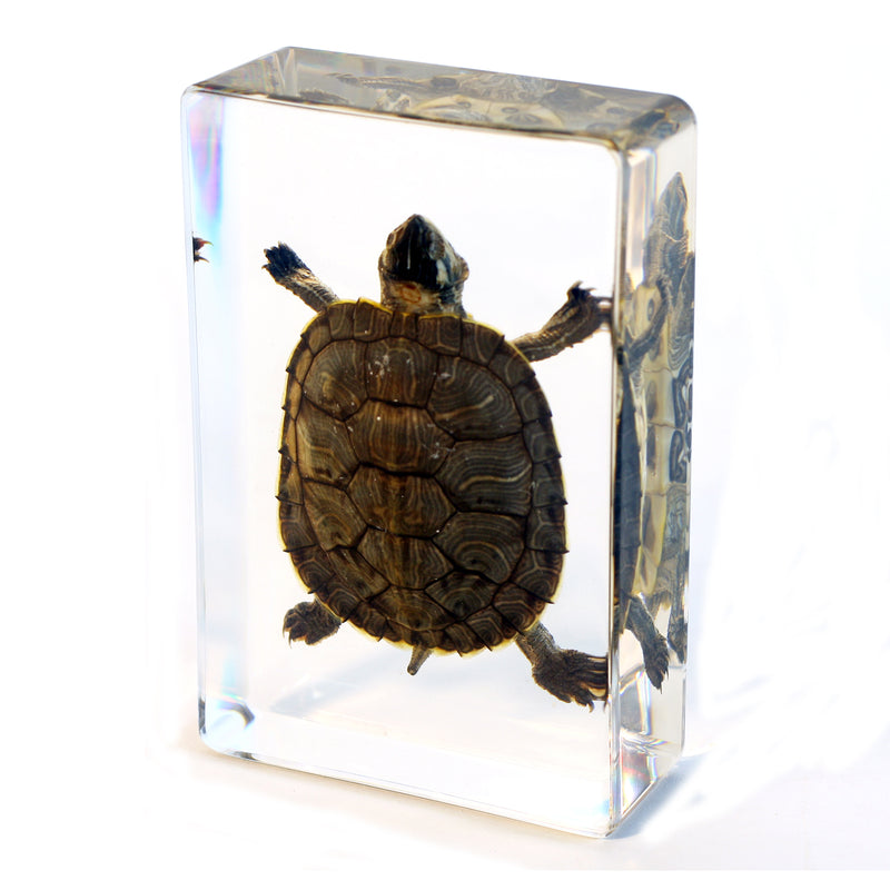 DD36<br/> Desk Decoration, Large Turtle