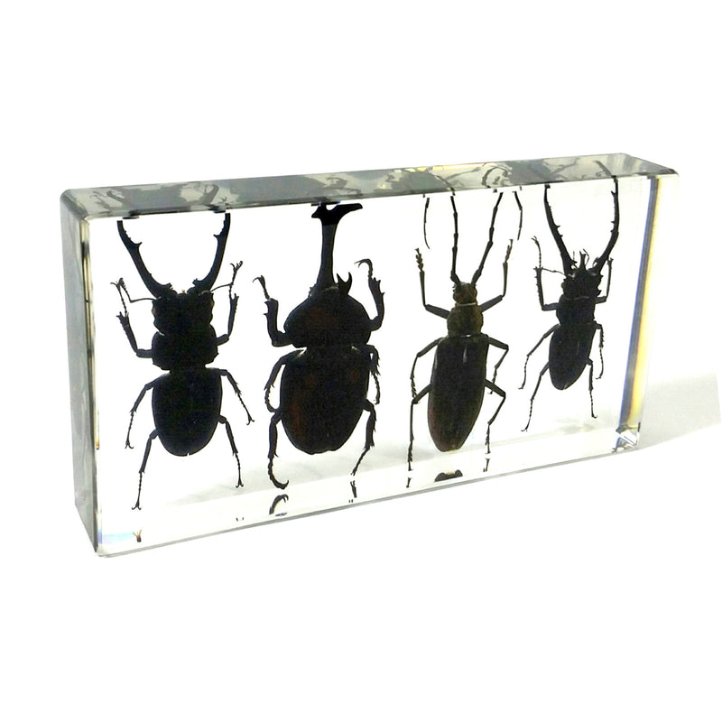 DD38<br />4 Beetles Desk Decoration<br />