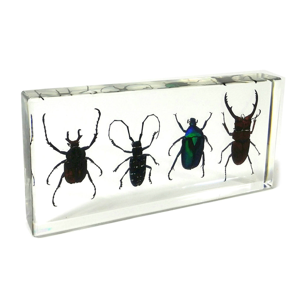 DD39<br />4 Beetles Desk Decoration<br />