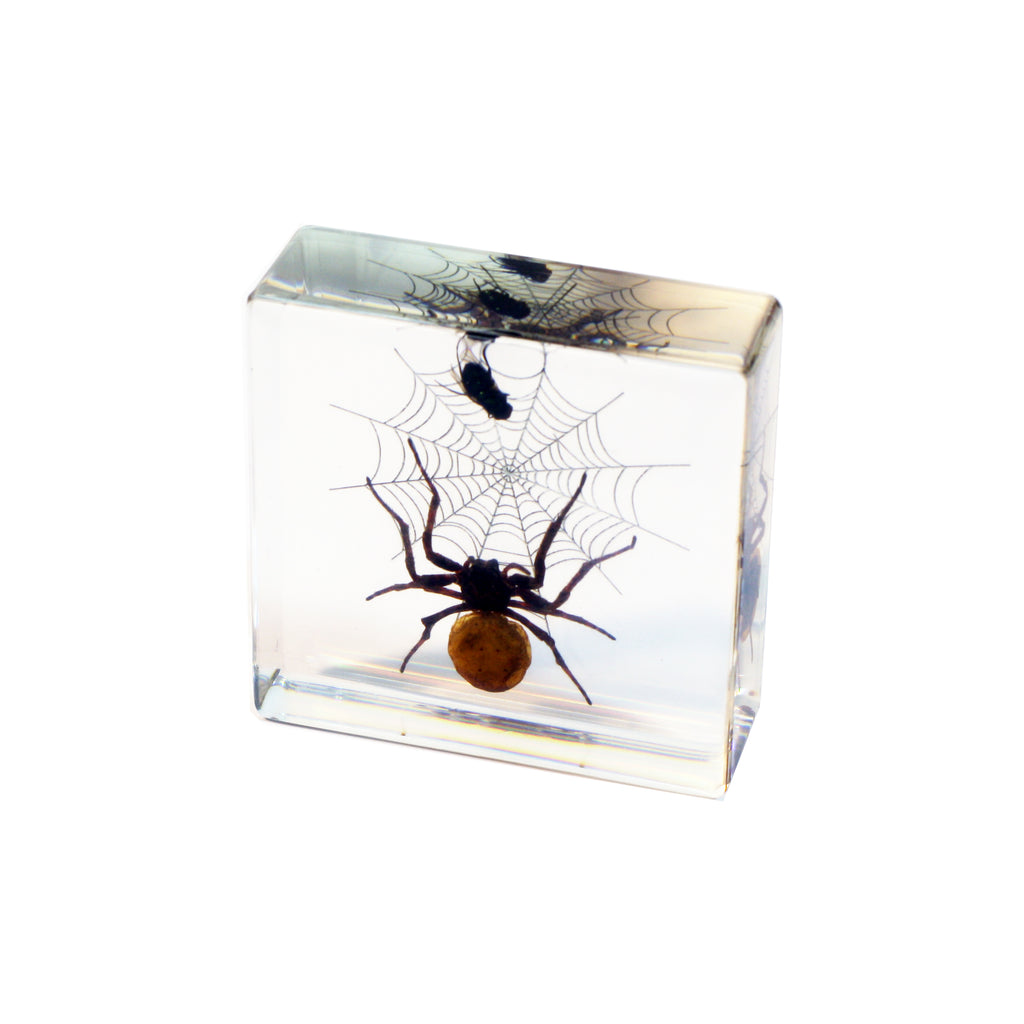 DD45<br/>Spider & Fly Desk Decoration