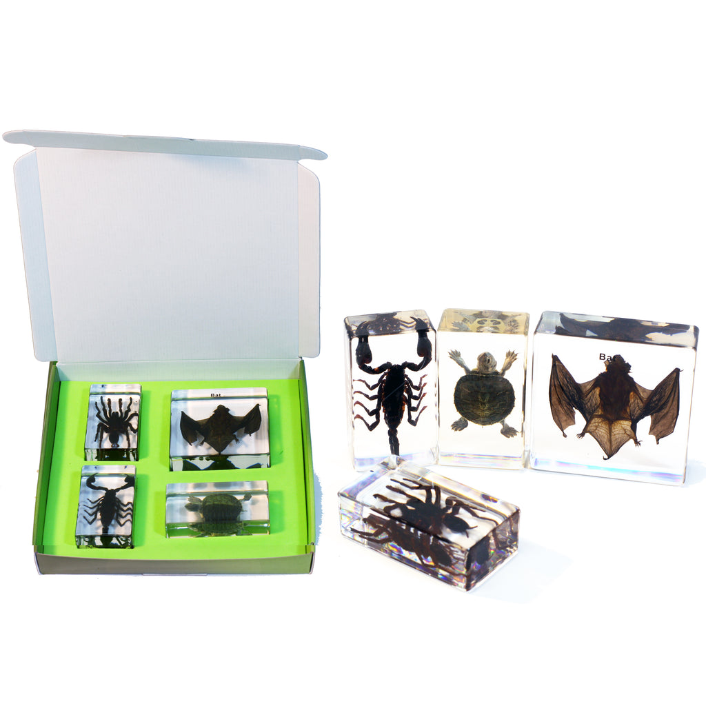 DDC02<br/>Black Scorpion, Turtle, Bat & Tarantula Collection
