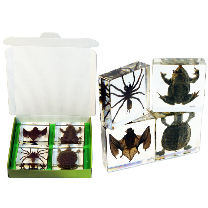 DDC01<br/>Tarantula, Toad, Bat & Turtle Collection