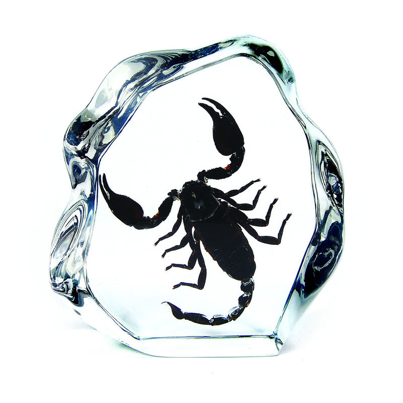 DS1102<br />Black Scorpion Desk Decoration