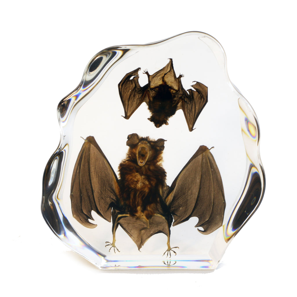 DS1120<br/> Desk Decoration, Two Bats, Clear