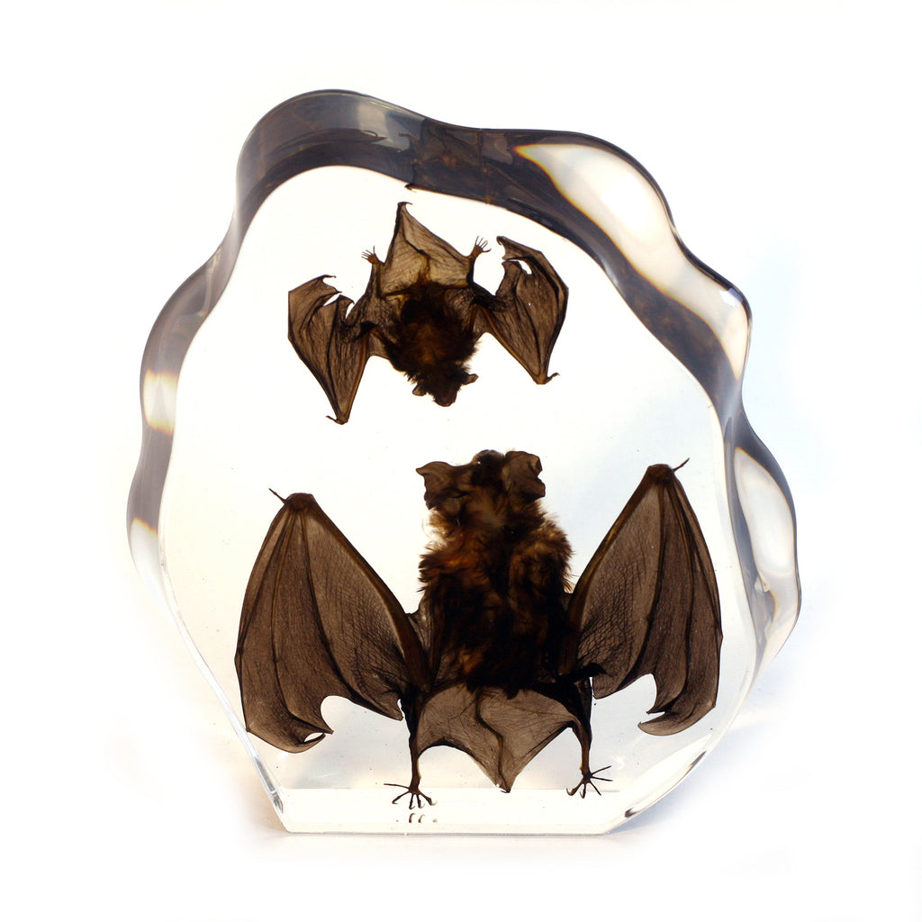 DS1120<br/> Desk Decoration, Two Bats, Clear