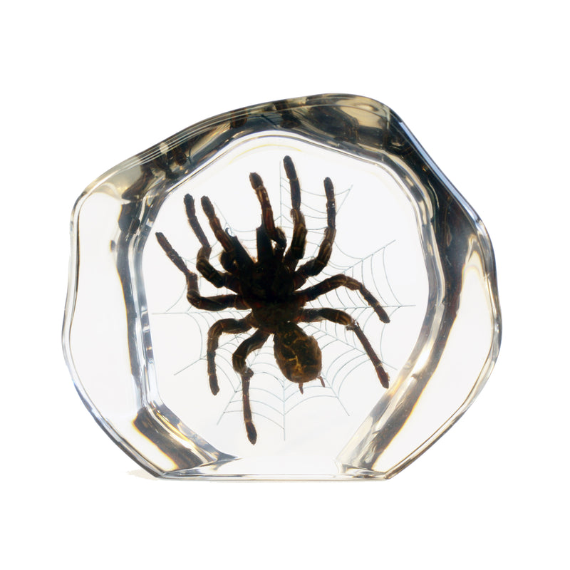 DS3101<br/> Desk Decoration, Tarantula, Free Style