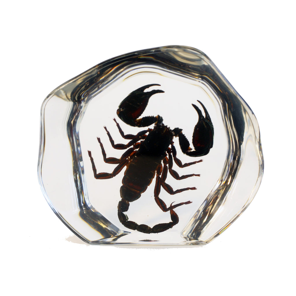 DS3102<br/> Desk Decoration, Black Scorpion, Free Style