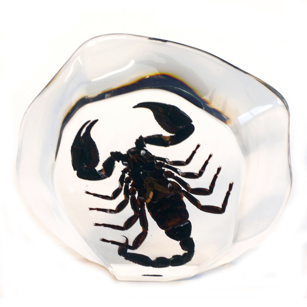 DS3102<br/> Desk Decoration, Black Scorpion, Free Style