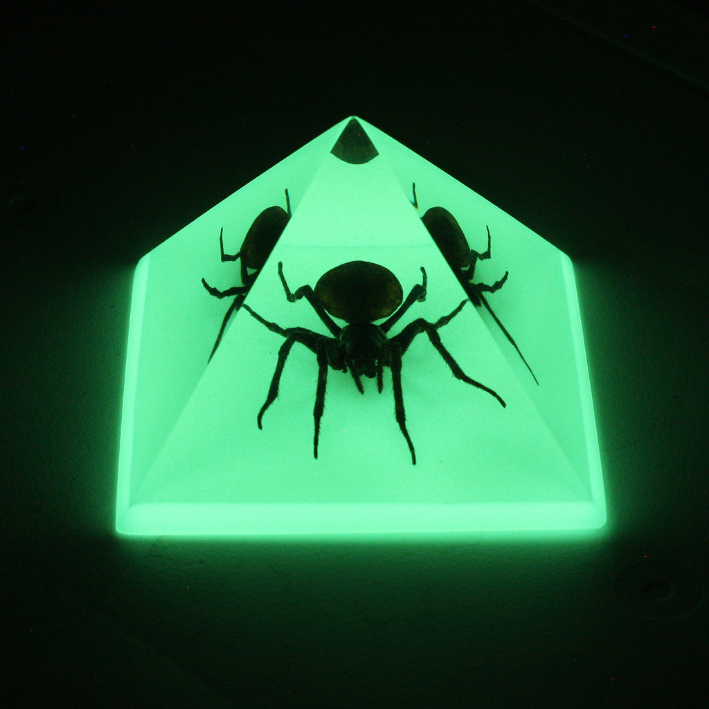 DS903<br/> Pyramid, Spider, Glow in Dark