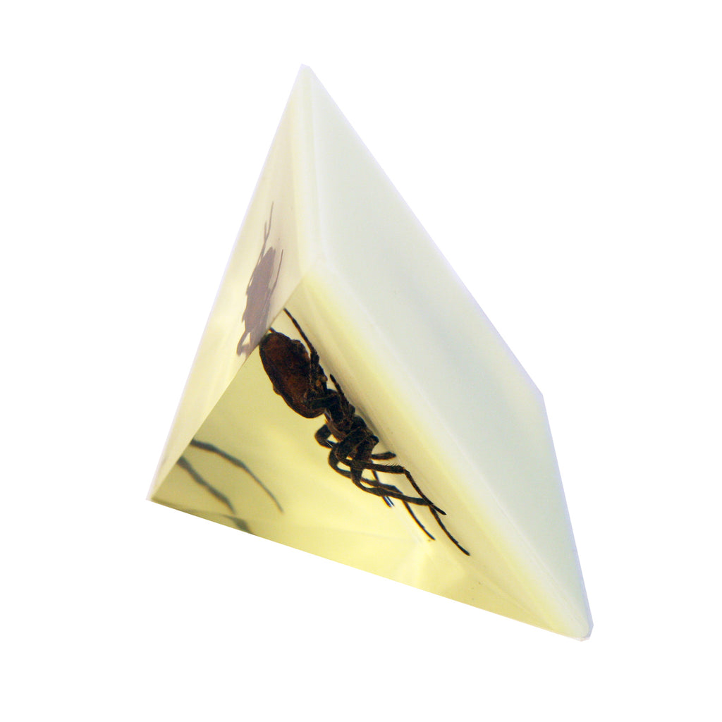 DS903<br/> Pyramid, Spider, Glow in Dark