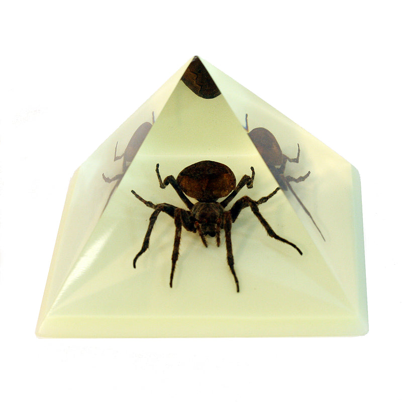 DS903<br/> Pyramid, Spider, Glow in Dark