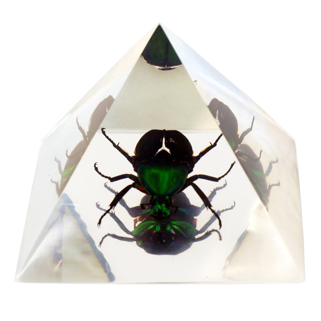 DS905<br/> Pyramid, Chafer Beetle, Clear
