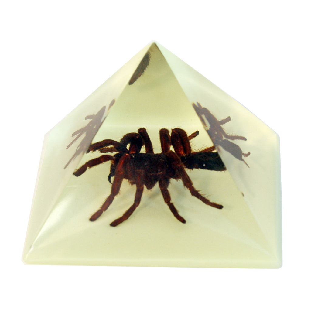 DS906<br/> Pyramid. Tarantula, Glow in Dark