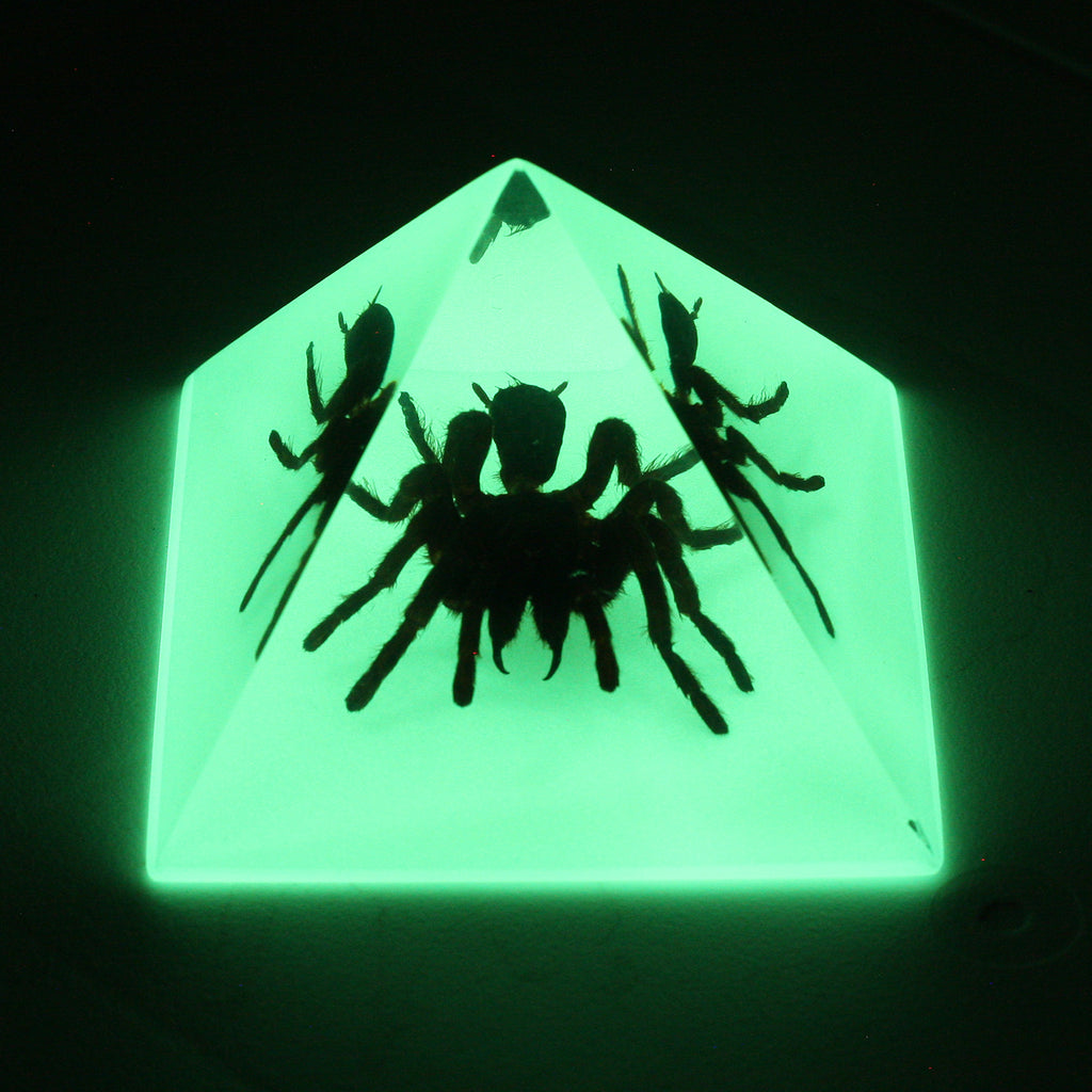 DS906<br/> Pyramid. Tarantula, Glow in Dark