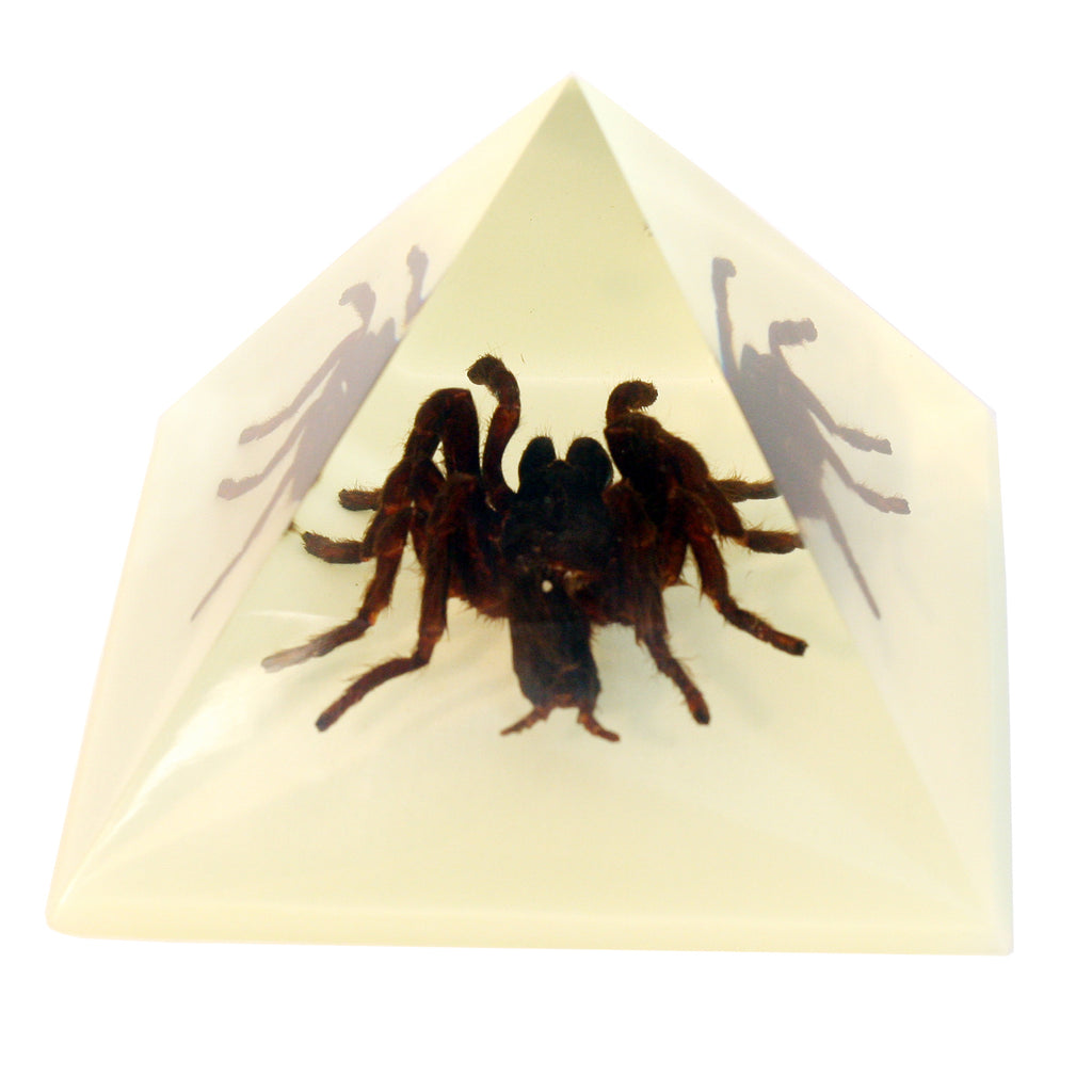 DS906<br/> Pyramid. Tarantula, Glow in Dark