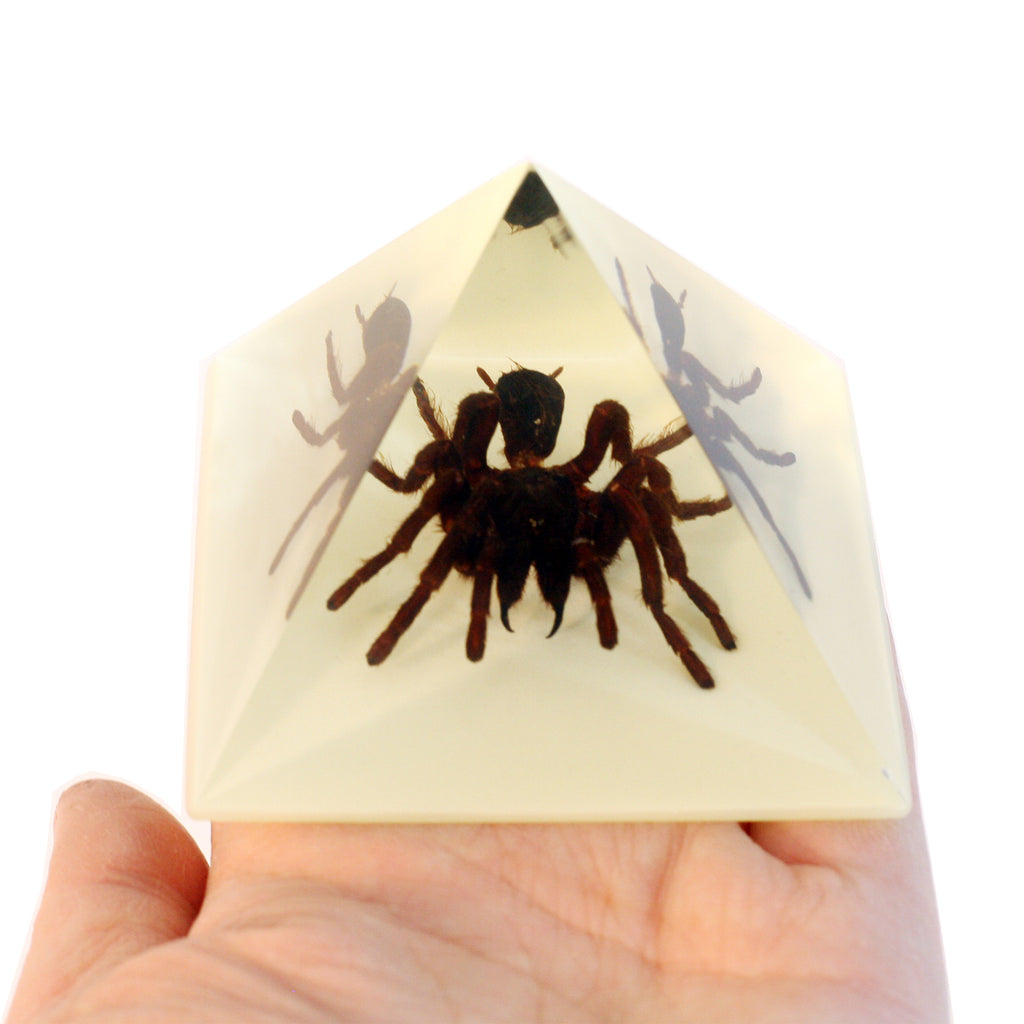 DS906<br/> Pyramid. Tarantula, Glow in Dark