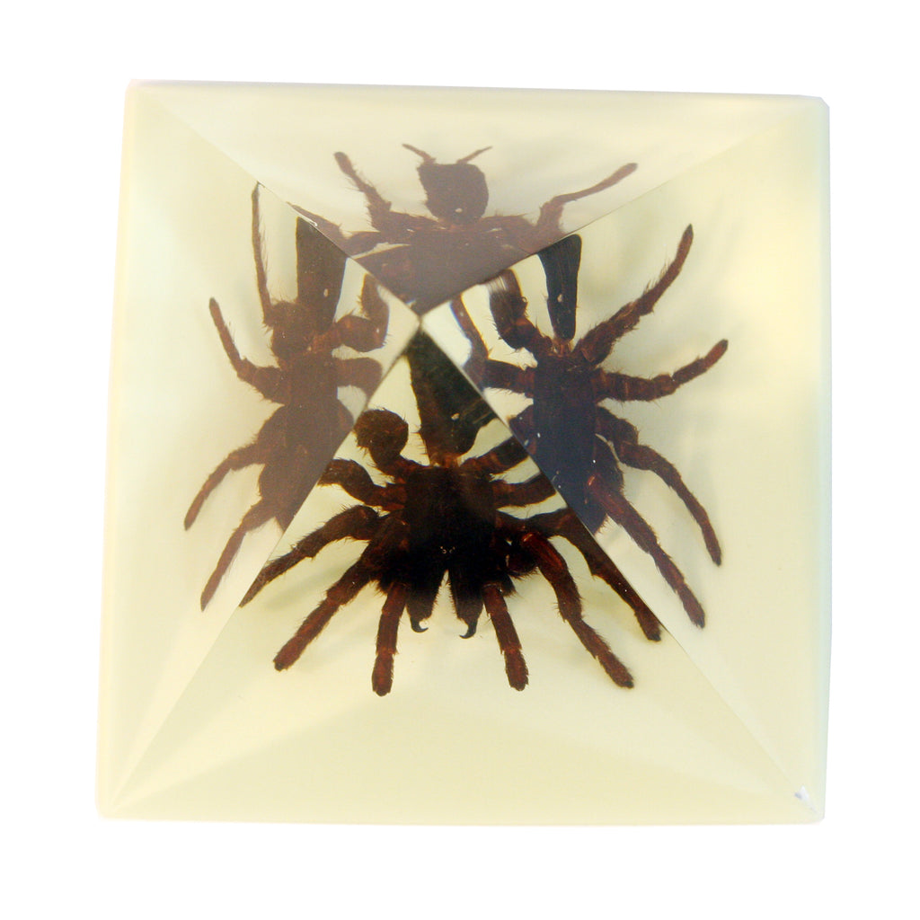 DS906<br/> Pyramid. Tarantula, Glow in Dark