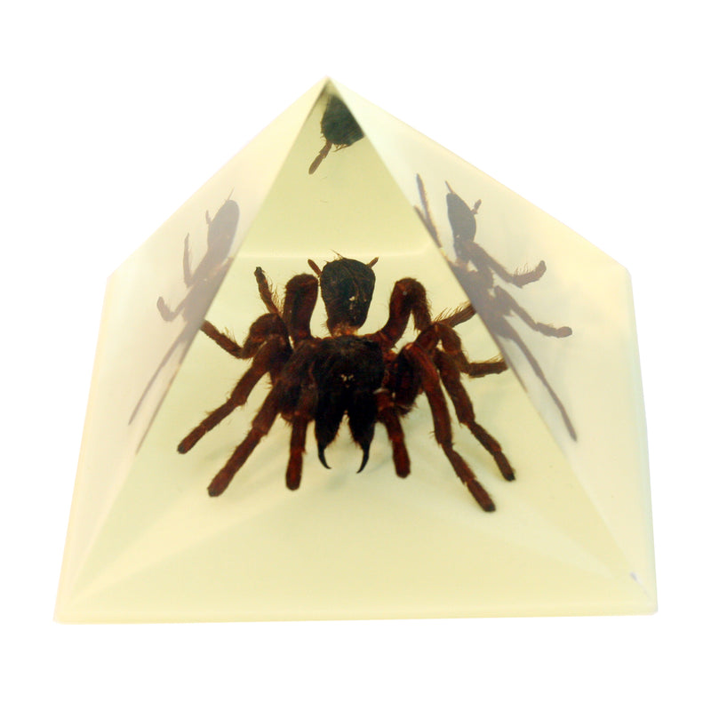 DS906<br/> Pyramid. Tarantula, Glow in Dark