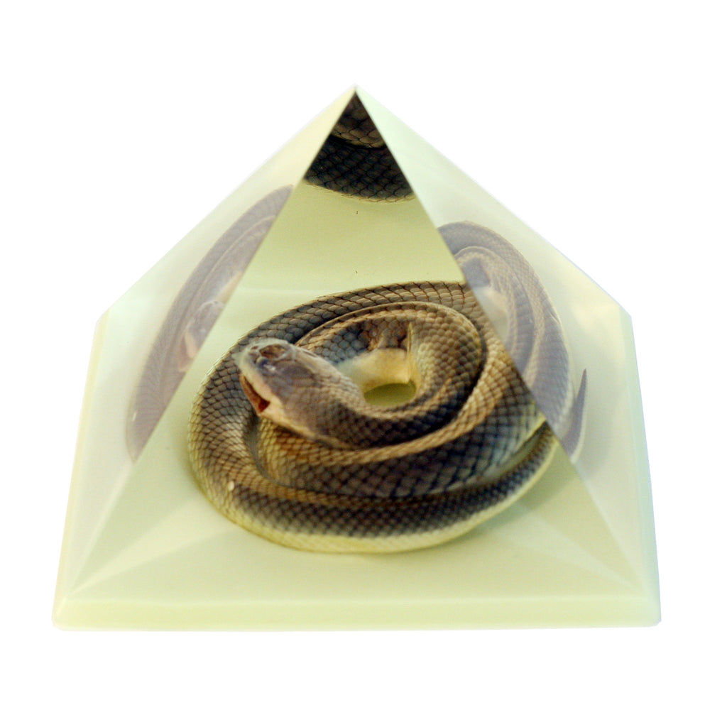 DS907<br/> Pyramid, Snake, Glow in Dark