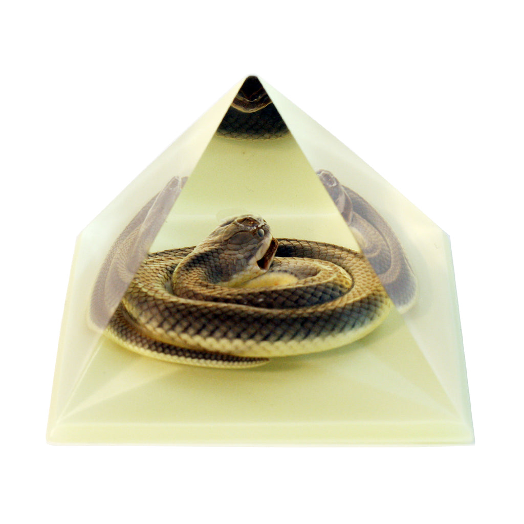 DS907<br/> Pyramid, Snake, Glow in Dark