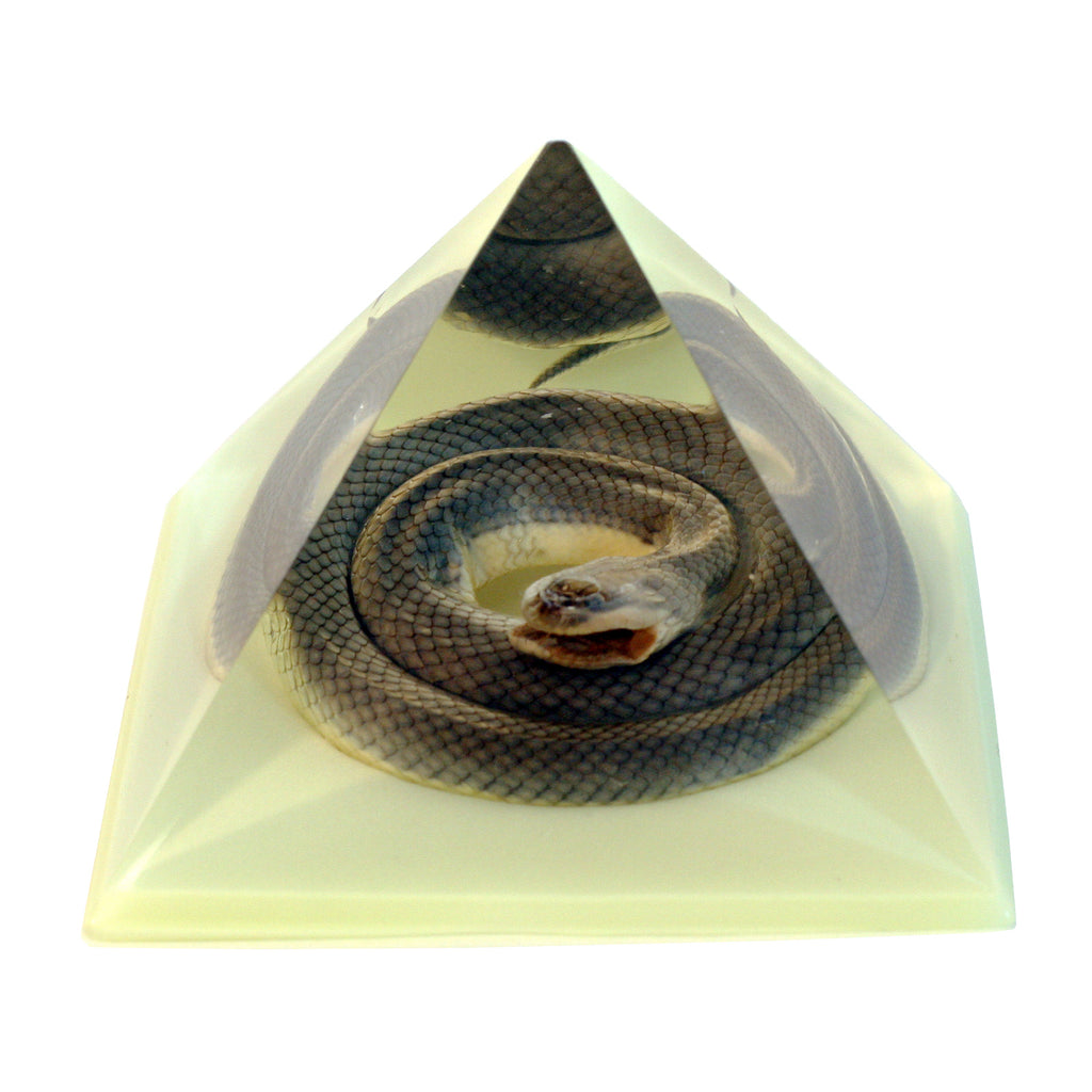 DS907<br/> Pyramid, Snake, Glow in Dark