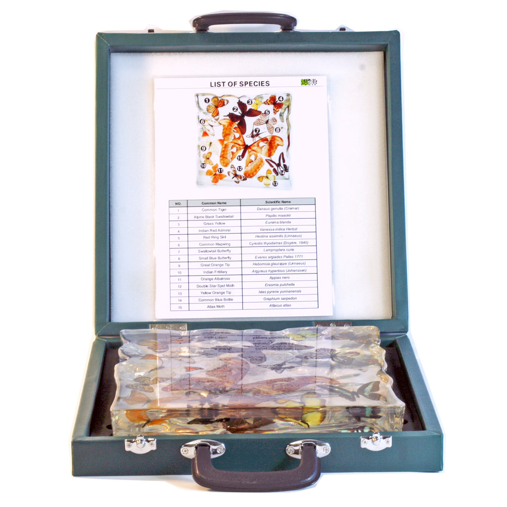 EC015<br/> 15 Butterflies Display